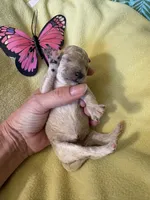 Ria, a female Poodle - Miniature  for sale in Cordes Lakes, AZ – 2 of 2