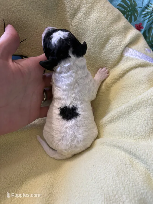 Fin – Poodle - Miniature  puppy for sale in Cordes Lakes, AZ