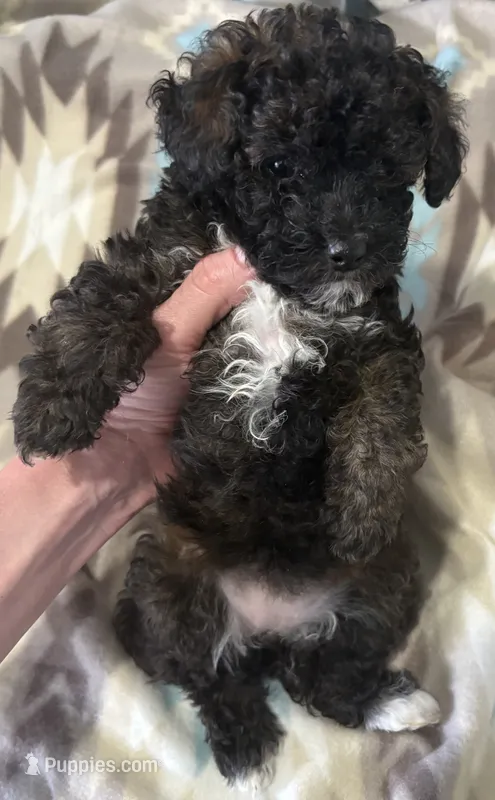 Sacha  – Poodle - Toy  puppy for sale in Cordes Lakes, AZ