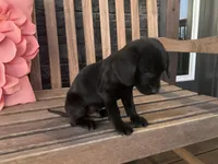 Ollie, a male Cocker Spaniel for sale in Latham, MO – Photo 2 of 10
