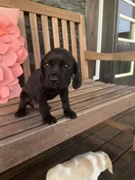 Ollie, a male Cocker Spaniel for sale in Latham, MO – Photo 10 of 10