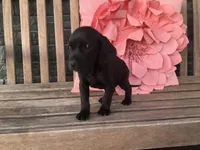 Ollie, a male Cocker Spaniel for sale in Latham, MO – Photo 8 of 10