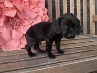 Ollie, a male Cocker Spaniel for sale in Latham, MO – Photo 5 of 10