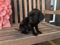Ollie, a male Cocker Spaniel for sale in Latham, MO – Photo 3 of 10