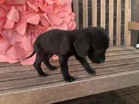 Ollie, a male Cocker Spaniel for sale in Latham, MO – Photo 9 of 10