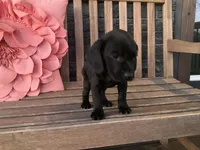 Ollie, a male Cocker Spaniel for sale in Latham, MO – Photo 4 of 10