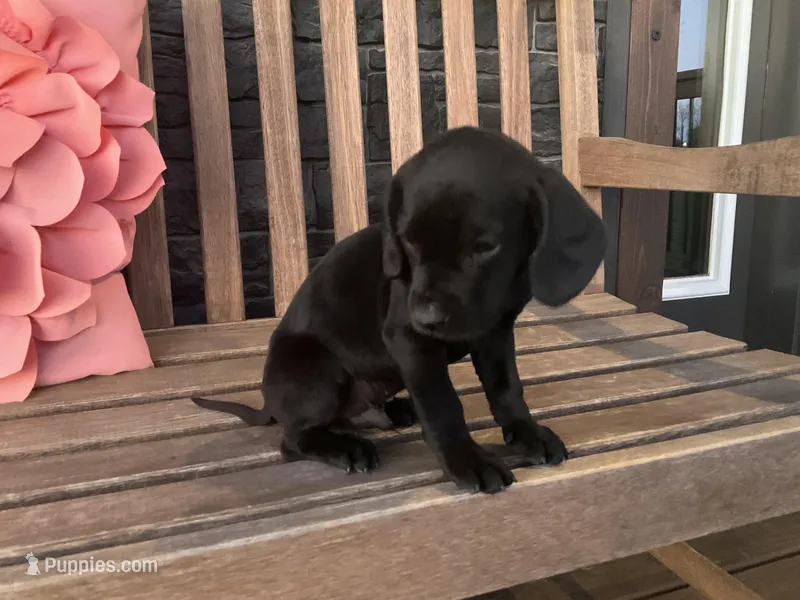 Ollie – Cocker Spaniel puppy for sale in Latham, MO