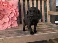 Ollie, a male Cocker Spaniel for sale in Latham, MO – Photo 7 of 10