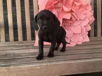 Ollie, a male Cocker Spaniel for sale in Latham, MO – Photo 6 of 10
