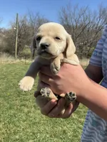 Max, a male Cocker Spaniel for sale in Latham, MO – Photo 3 of 5