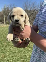 Max, a male Cocker Spaniel for sale in Latham, MO – Photo 2 of 5