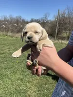 Max, a male Cocker Spaniel for sale in Latham, MO – Photo 4 of 5