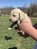 Max, a male Cocker Spaniel for sale in Latham, MO – Photo 5 of 5