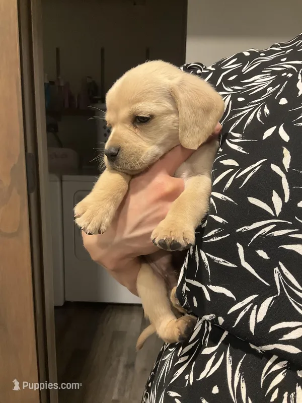 Max – Cocker Spaniel puppy for sale in Latham, MO