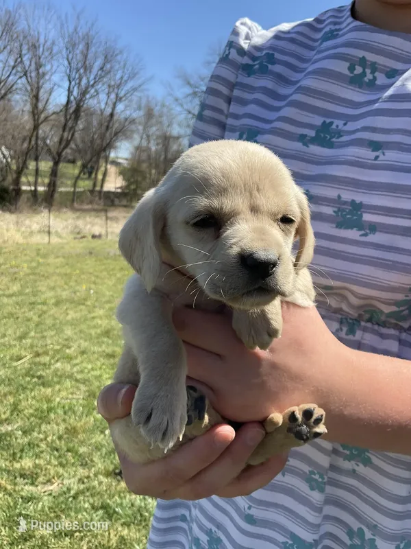 Max – Cocker Spaniel puppy for sale in Latham, MO