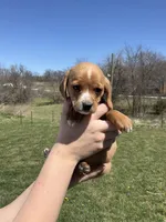 Bella, a female Cocker Spaniel for sale in Latham, MO – Photo 3 of 7