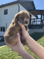 Bella, a female Cocker Spaniel for sale in Latham, MO – Photo 6 of 7