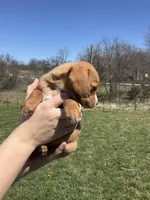 Bella, a female Cocker Spaniel for sale in Latham, MO – Photo 5 of 7