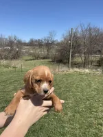 Bella, a female Cocker Spaniel for sale in Latham, MO – Photo 4 of 7