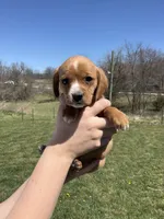 Bella, a female Cocker Spaniel for sale in Latham, MO – Photo 2 of 7