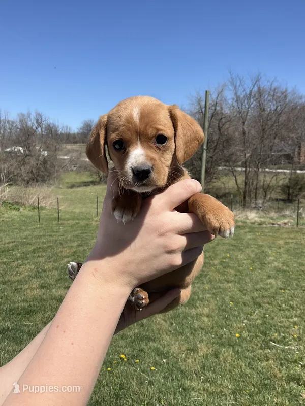 Bella – Cocker Spaniel puppy on hold in Latham, MO