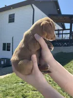 Bella, a female Cocker Spaniel for sale in Latham, MO – Photo 7 of 7