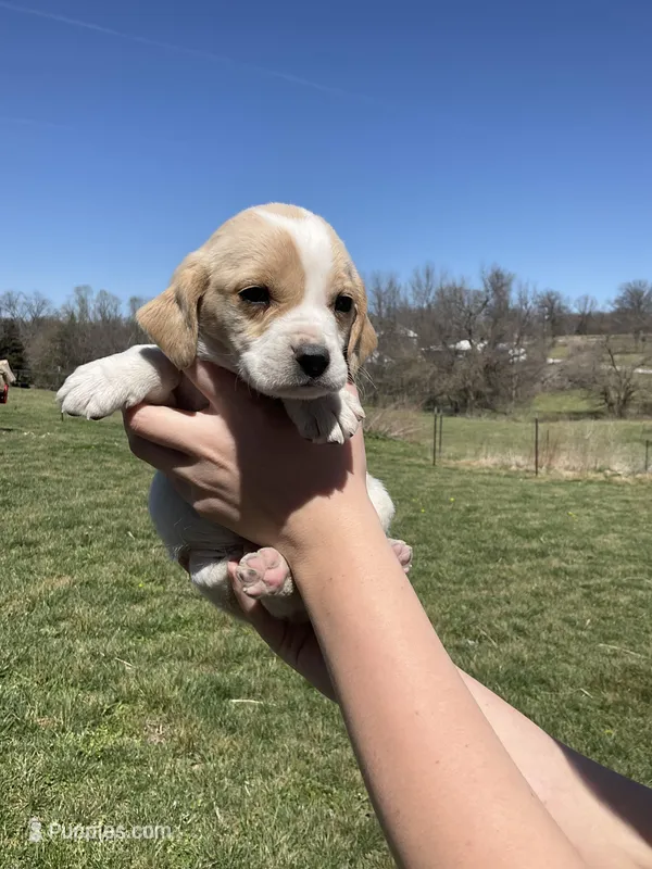 Milo – Cocker Spaniel puppy for sale in Latham, MO