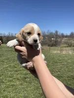 Milo, a male Cocker Spaniel for sale in Latham, MO – Photo 1 of 9