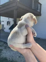 Milo, a male Cocker Spaniel for sale in Latham, MO – Photo 6 of 9