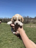 Milo, a male Cocker Spaniel for sale in Latham, MO – Photo 2 of 9