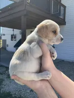 Milo, a male Cocker Spaniel for sale in Latham, MO – Photo 5 of 9