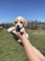 Milo, a male Cocker Spaniel for sale in Latham, MO – Photo 3 of 9