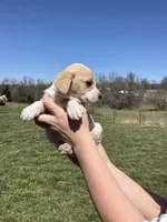 Milo, a male Cocker Spaniel for sale in Latham, MO – Photo 4 of 9