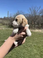Milo, a male Cocker Spaniel for sale in Latham, MO – Photo 9 of 9