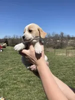 Milo, a male Cocker Spaniel for sale in Latham, MO – Photo 7 of 9