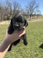 Duke, a male Cocker Spaniel for sale in Latham, MO – Photo 5 of 6
