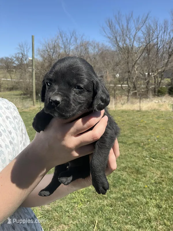 Duke – Cocker Spaniel puppy for sale in Latham, MO