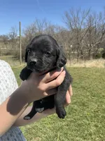 Duke, a male Cocker Spaniel for sale in Latham, MO – Photo 1 of 6