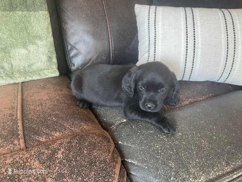 Duke – Cocker Spaniel puppy for sale in Latham, MO