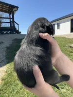 Duke, a male Cocker Spaniel for sale in Latham, MO – Photo 3 of 6