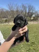 Duke, a male Cocker Spaniel for sale in Latham, MO – Photo 2 of 6