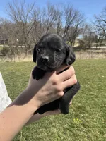 Duke, a male Cocker Spaniel for sale in Latham, MO – Photo 6 of 6