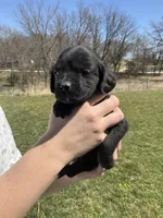 Duke, a male Cocker Spaniel for sale in Latham, MO – Photo 4 of 6