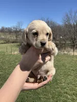 Finn, a male Cocker Spaniel for sale in Latham, MO – Photo 3 of 7