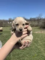 Finn, a male Cocker Spaniel for sale in Latham, MO – Photo 5 of 7