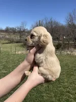 Finn, a male Cocker Spaniel for sale in Latham, MO – Photo 2 of 7