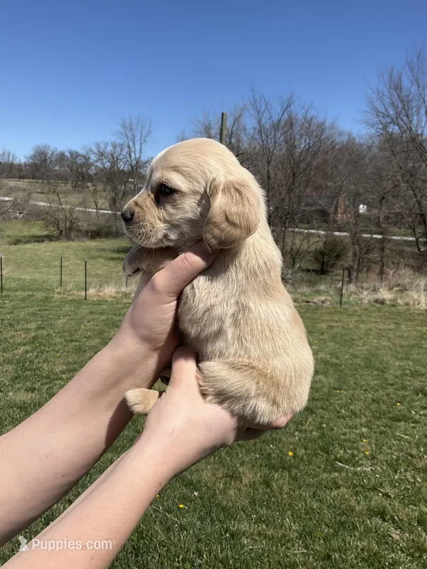 Finn – Cocker Spaniel puppy for sale in Latham, MO