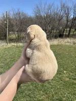 Finn, a male Cocker Spaniel for sale in Latham, MO – Photo 7 of 7