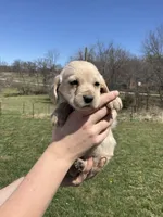 Finn, a male Cocker Spaniel for sale in Latham, MO – Photo 4 of 7