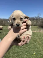 Finn, a male Cocker Spaniel for sale in Latham, MO – Photo 6 of 7